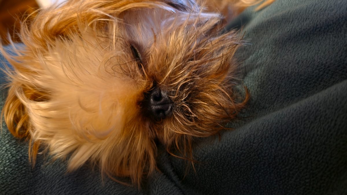 Camillo Bello Paquito